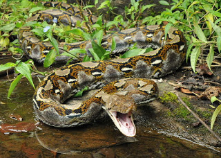 reticulated-python.jpg