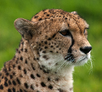 Cheetah_portrait_Whipsnade_Zoo.png