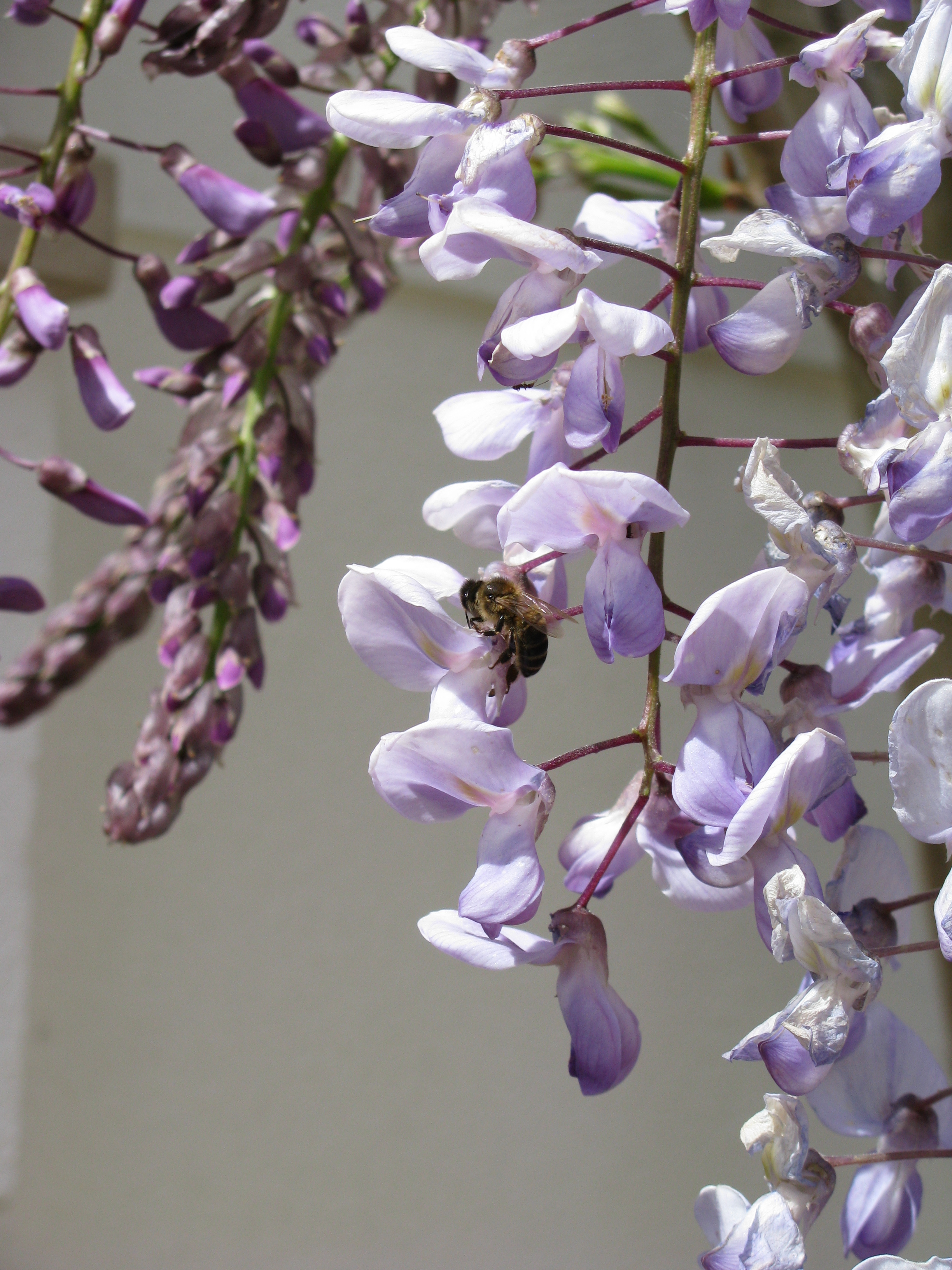 Aromas da Primavera.JPG