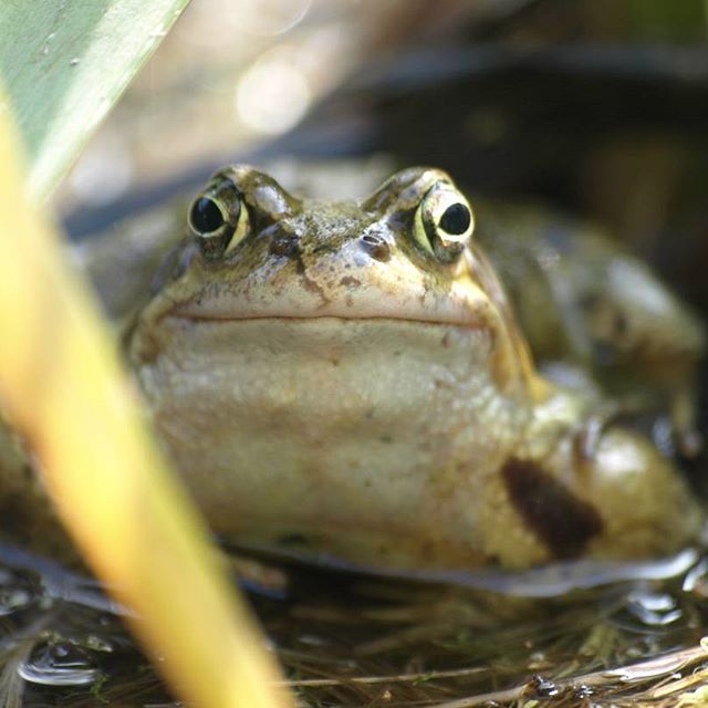 Dutch_nature8.jpg