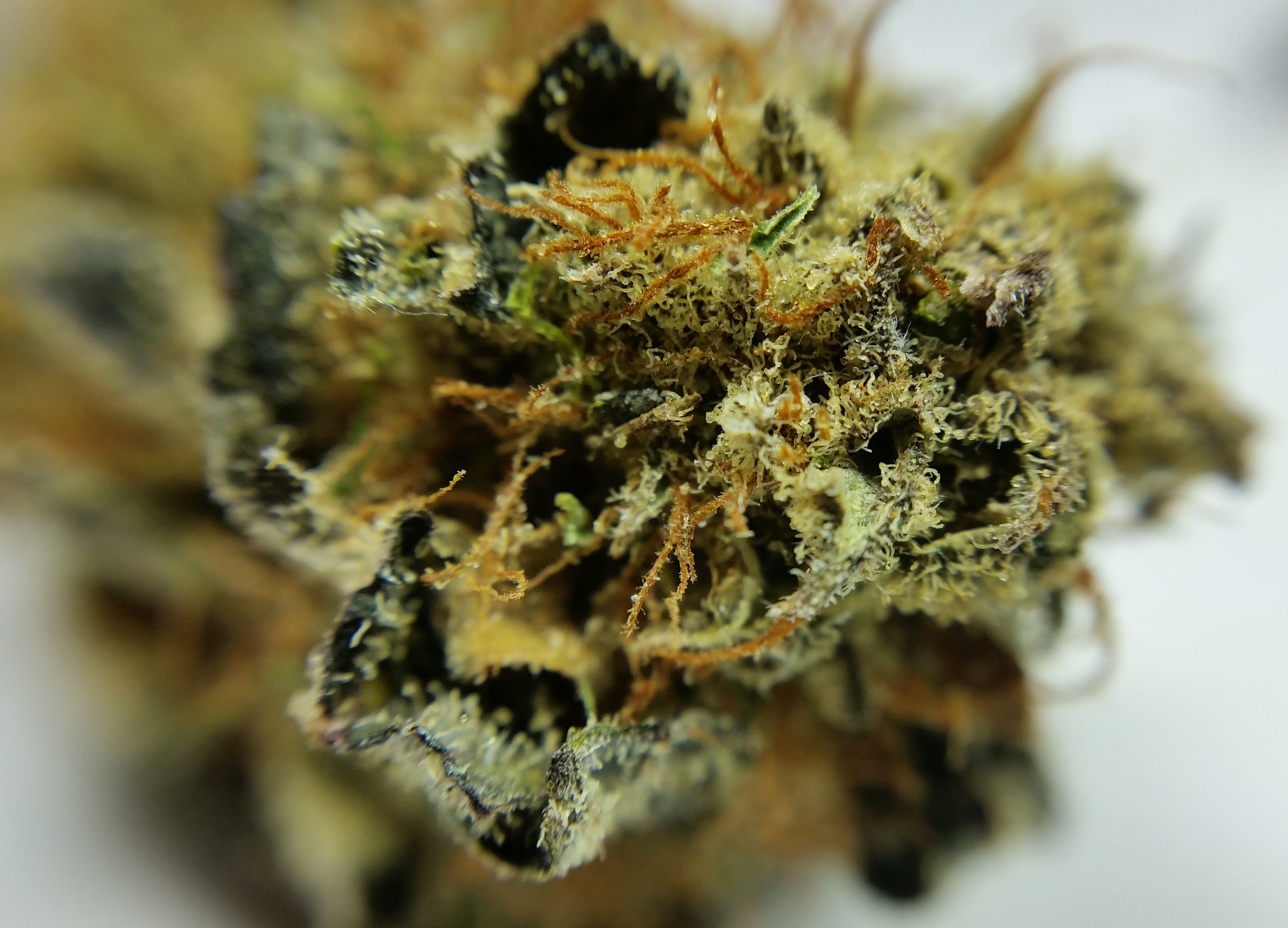 BUD MACRO GRAPEFRUIT (1).jpg
