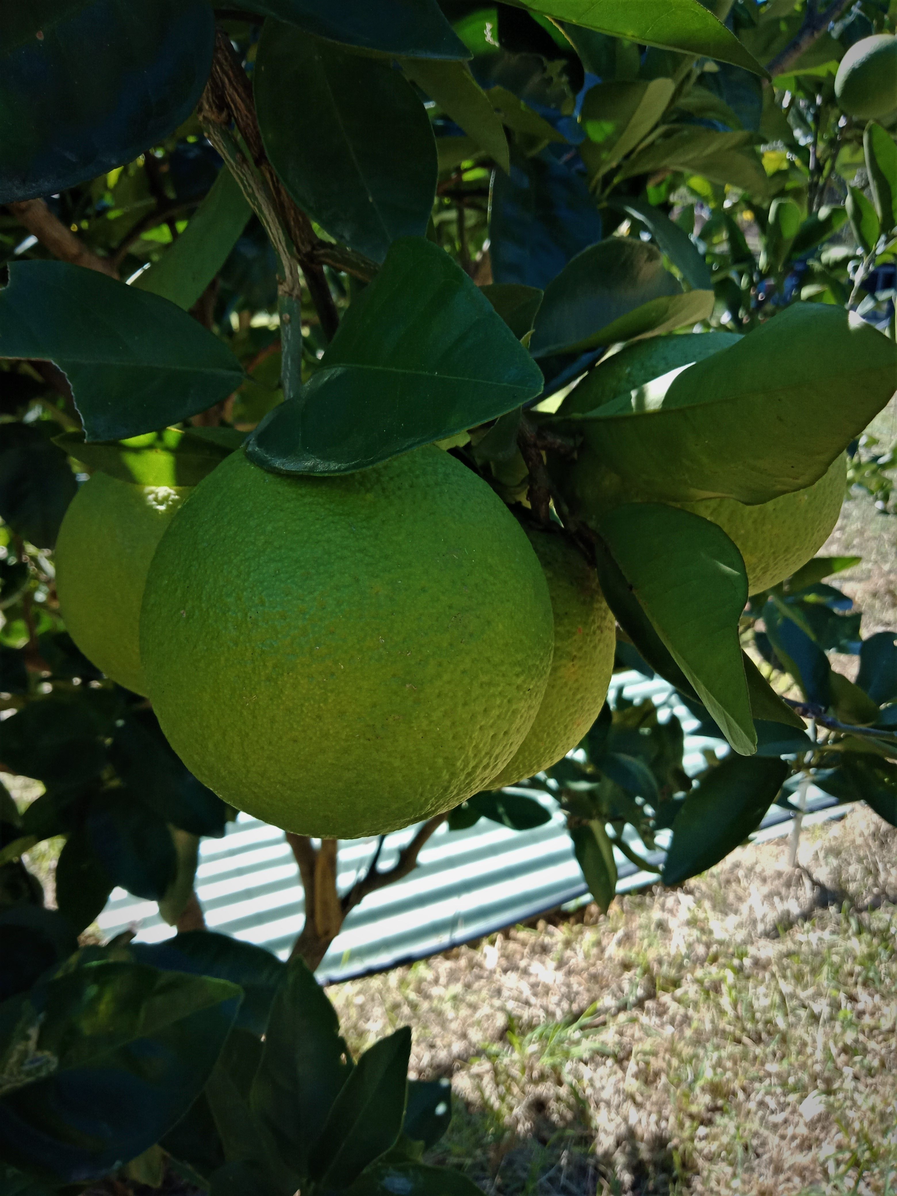 citrusmum.jpg