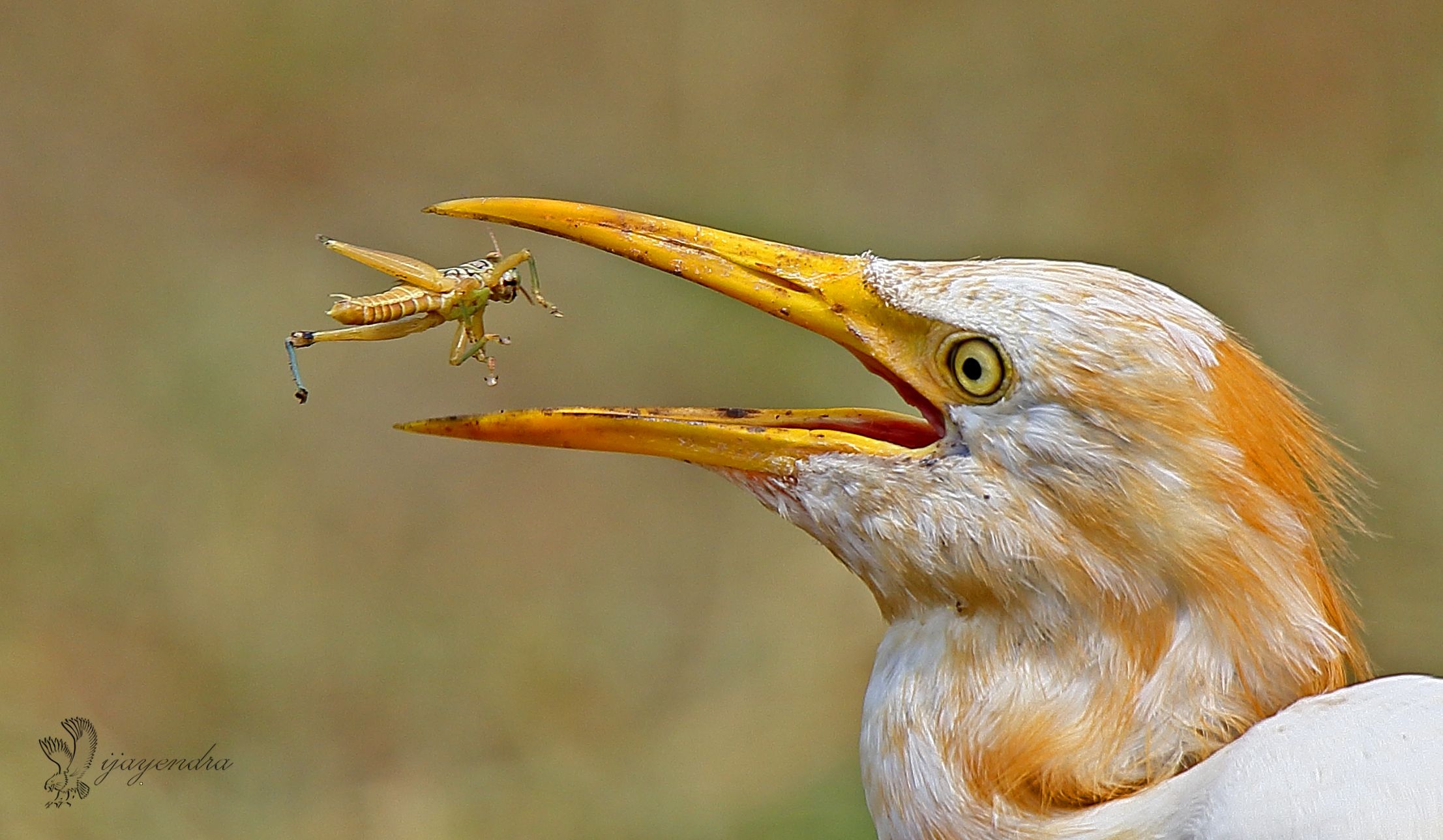 eagret with catch IMG_2583a.jpg