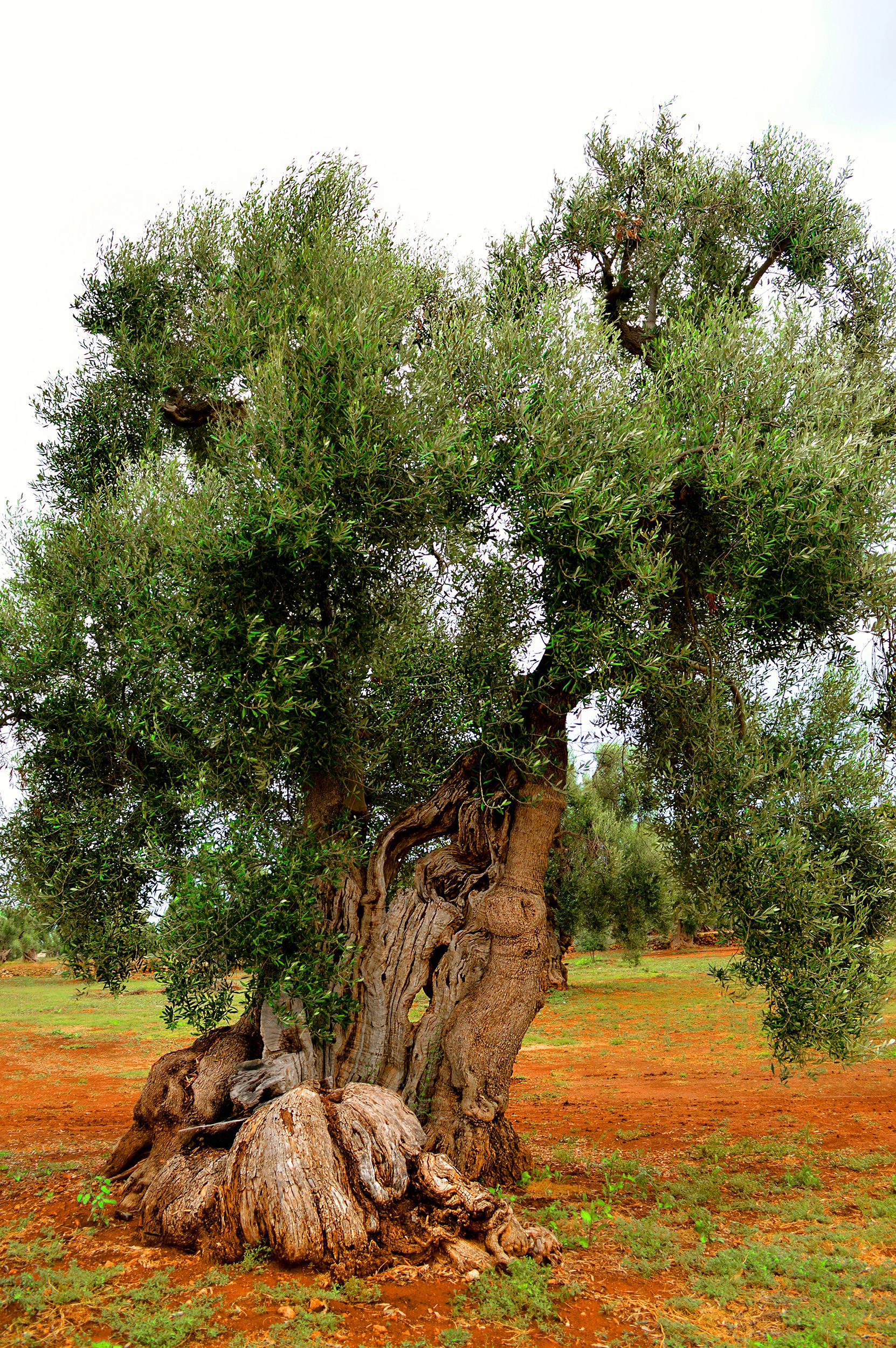 olive-tree-5.jpg