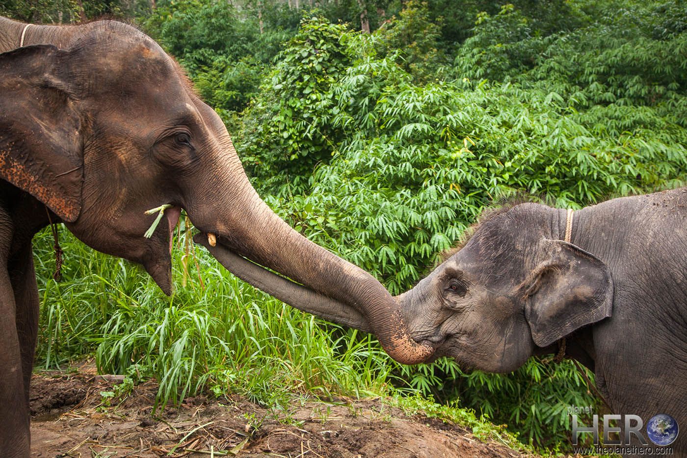 Chai_Lai_Elephants.jpg