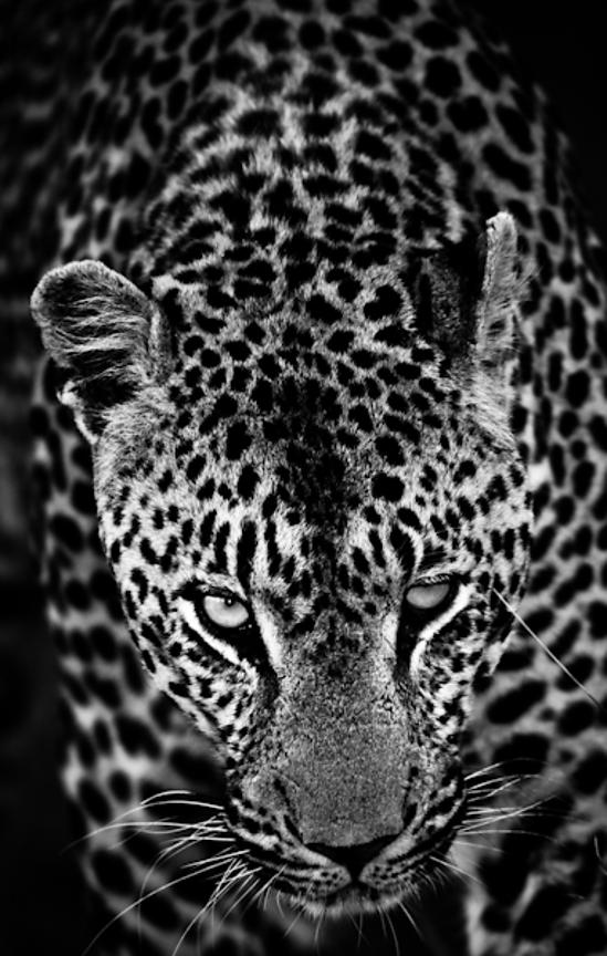 4305-The_strong_leopard_South_Africa_2008_Laurent_Baheux_xgaplus.jpg