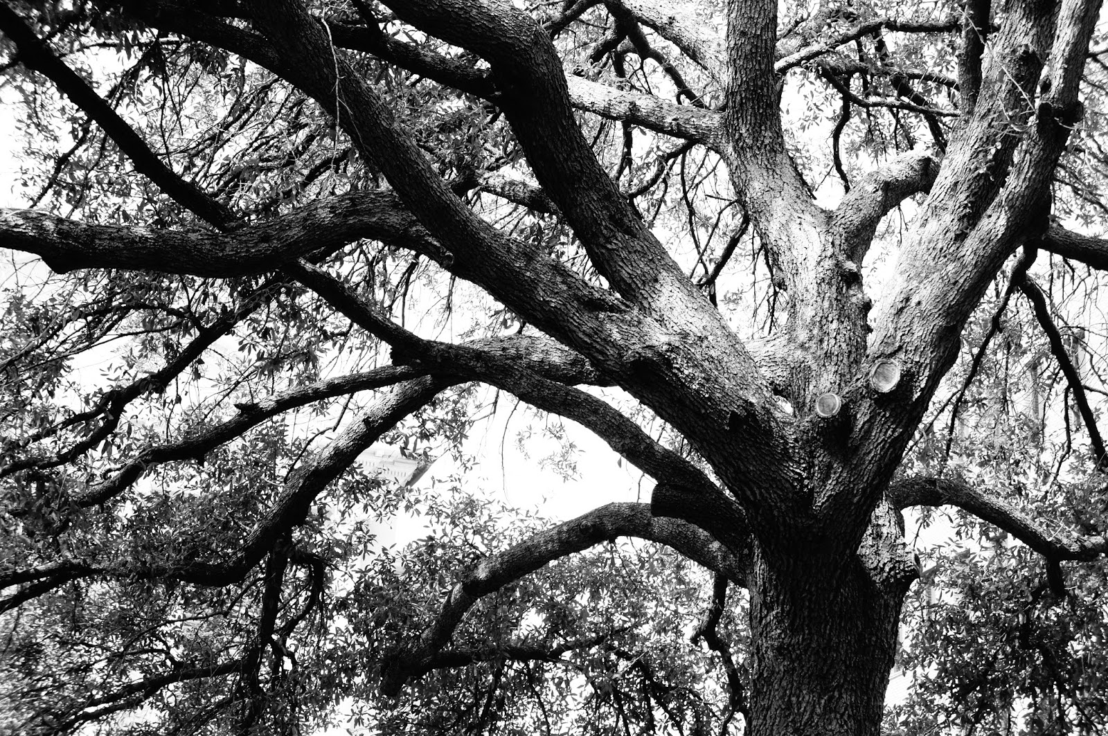 black-white-tree-public-domain-picture.JPG