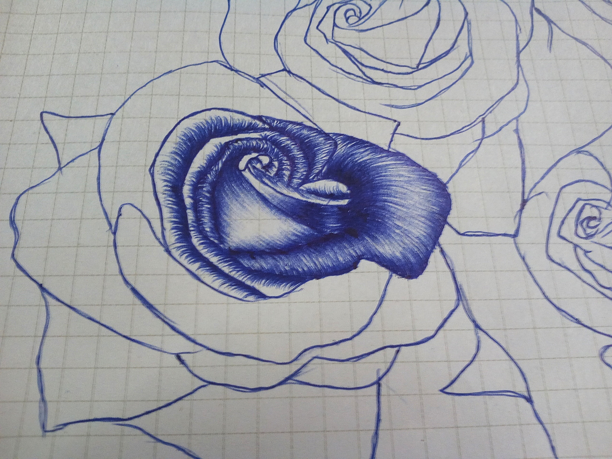 manyroses3.jpg