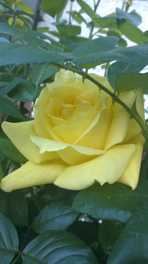 Yellow rose.jpg