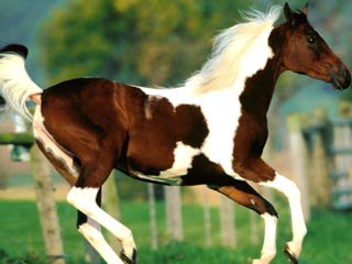 Free_Horse_Baby.jpg