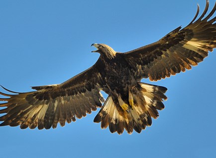 The Second Fastest Bird In The World Golden Eagle Steemit