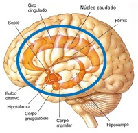 sistema limbico.jpg