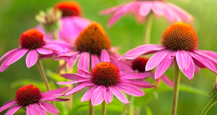 Echinacea flwoer.jpg