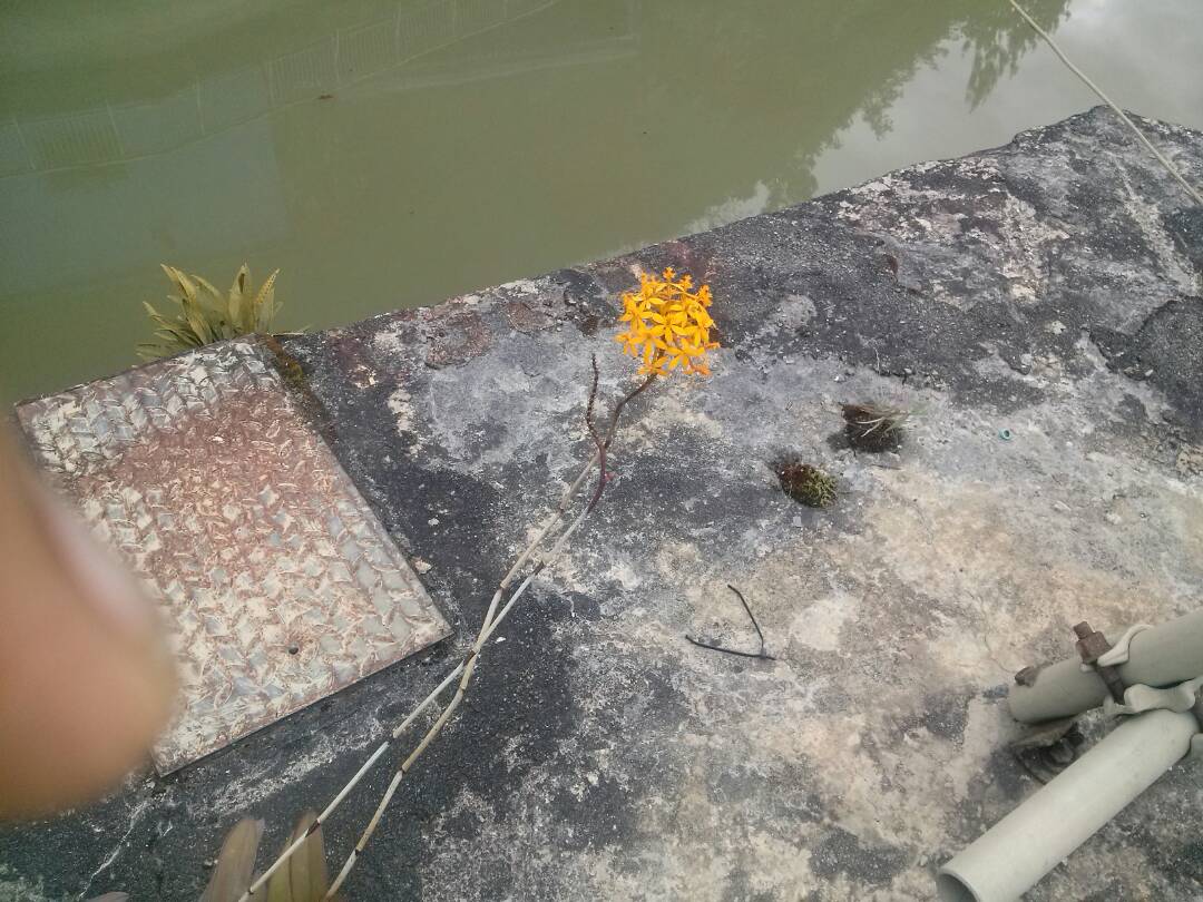 Orquidea.jpeg
