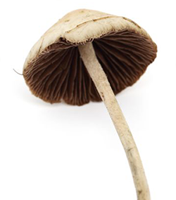 Psilocybin.png