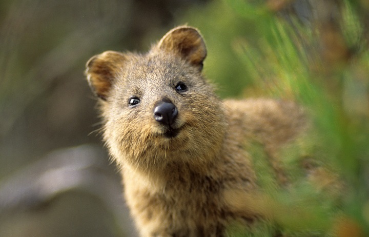 eight_col_Quokka.jpg