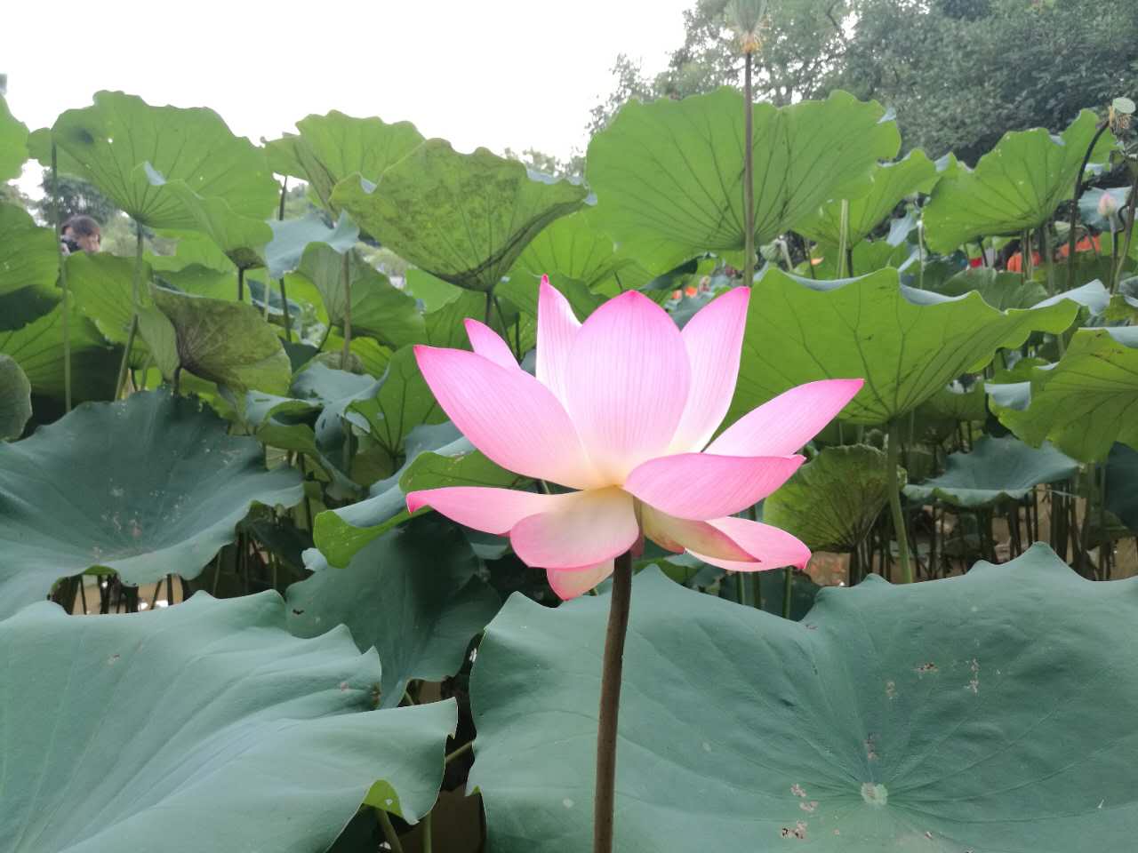 微信图片_20170701092841.jpg