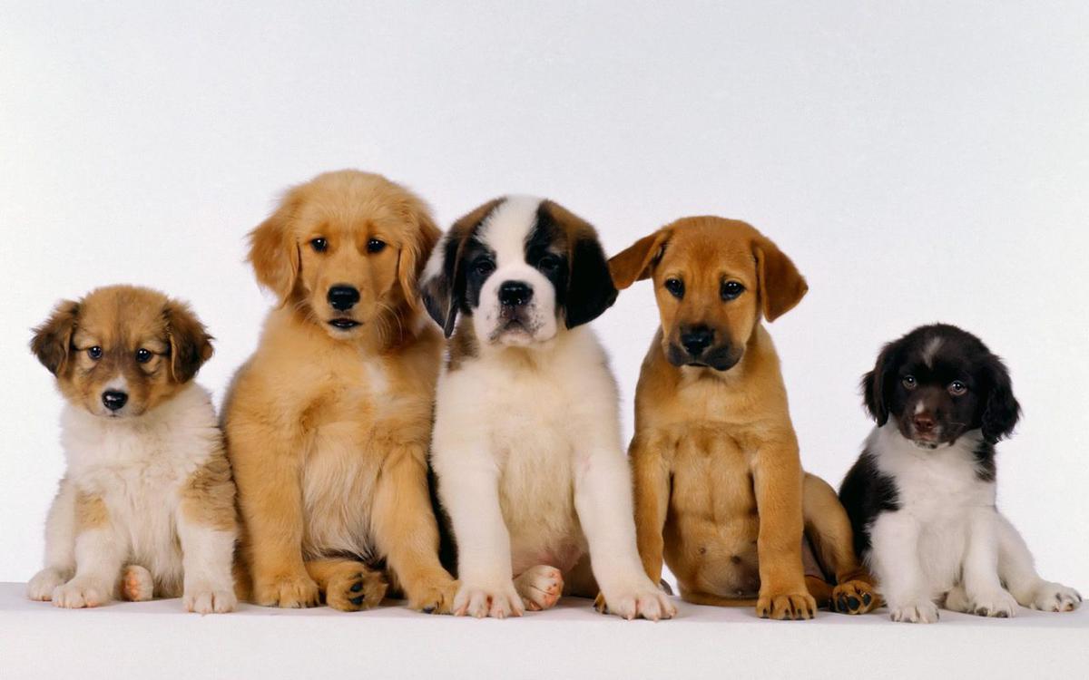 Dog Stores That Give Motivation Of Life For Human World Steemit