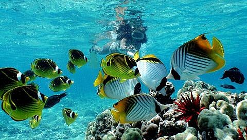 snorkeling-los-roques-national-park-venezuela+12875352218-tpfil02aw-2061.jpg