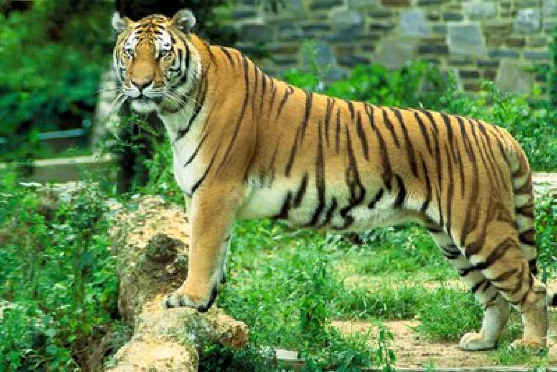 sundarban-tiger-mangroveforest.jpg