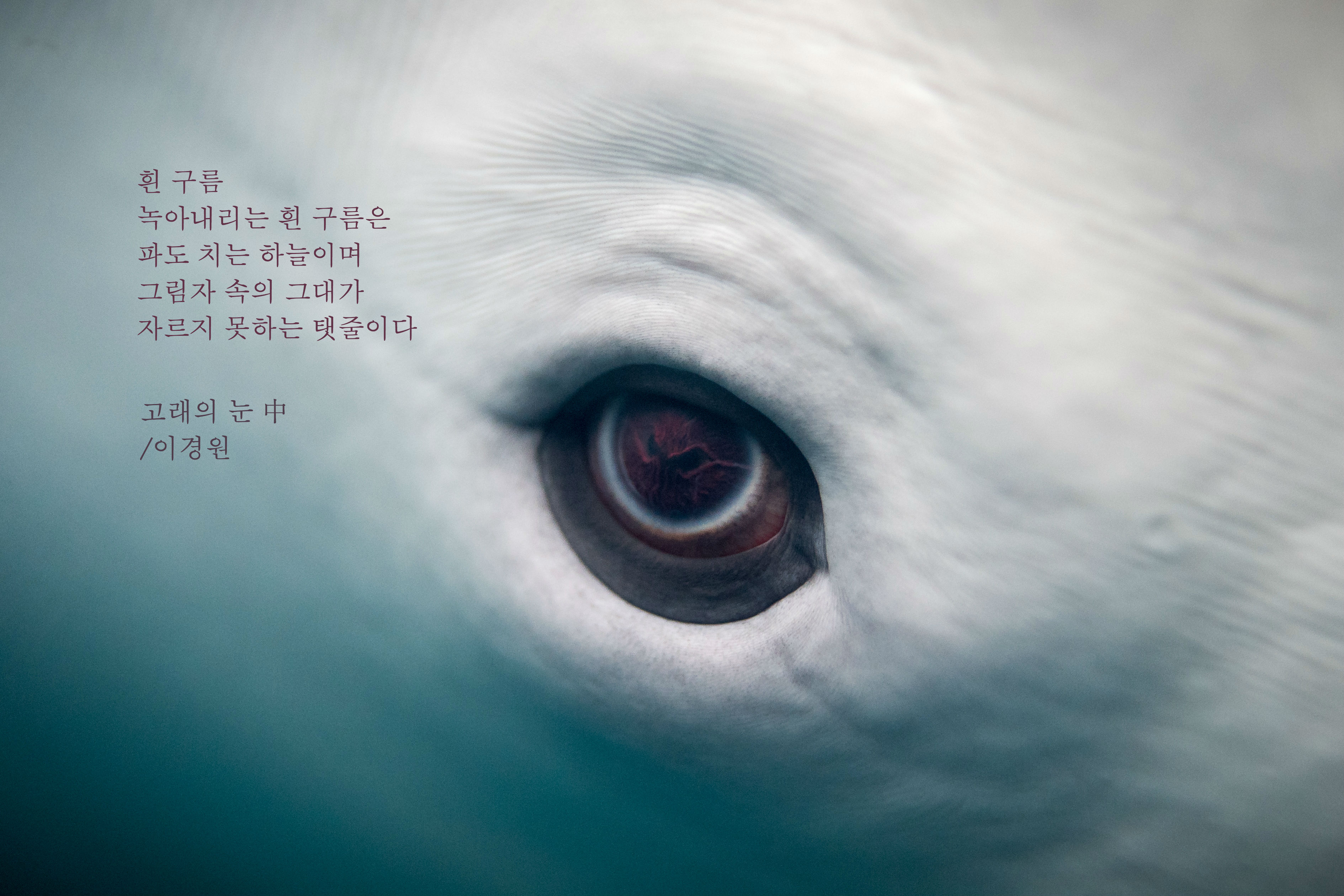 whale_eye.jpg