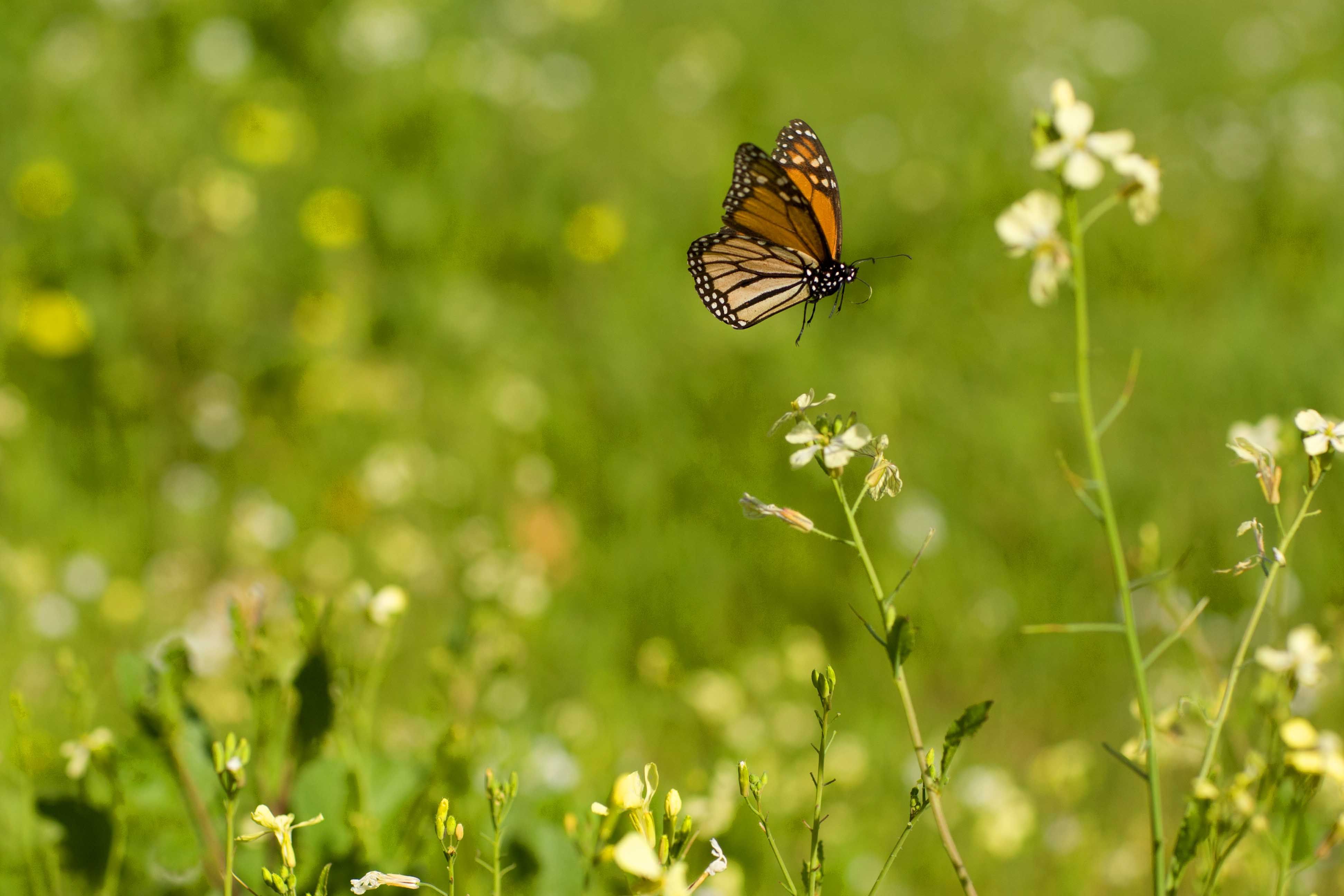 Butterfly 002.jpg
