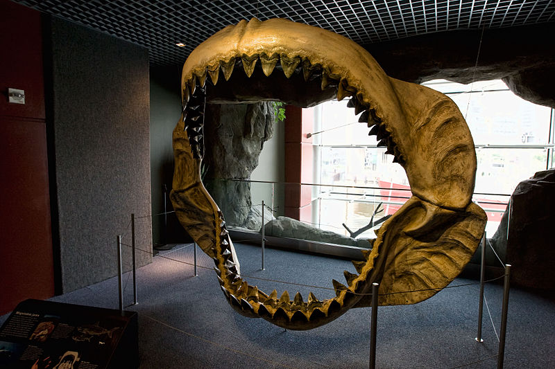 800px-Megalodon_jaws_on_display_at_the_National_Baltimore_Aquarium.jpg