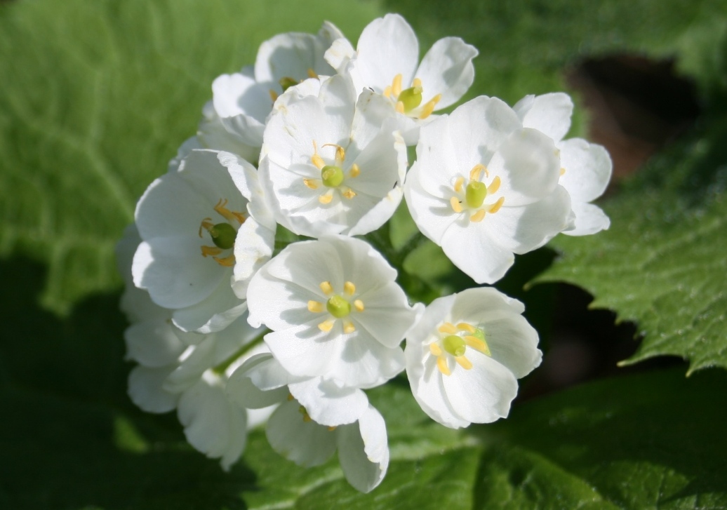 Diphylleia_grayi_Sankayou_in_Ninomine_hakusan_2009-9-6-25.jpg