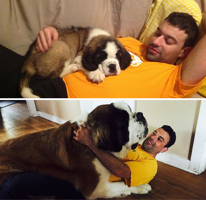 giant-lap-dogs-128-599c40d06298d__700.jpg
