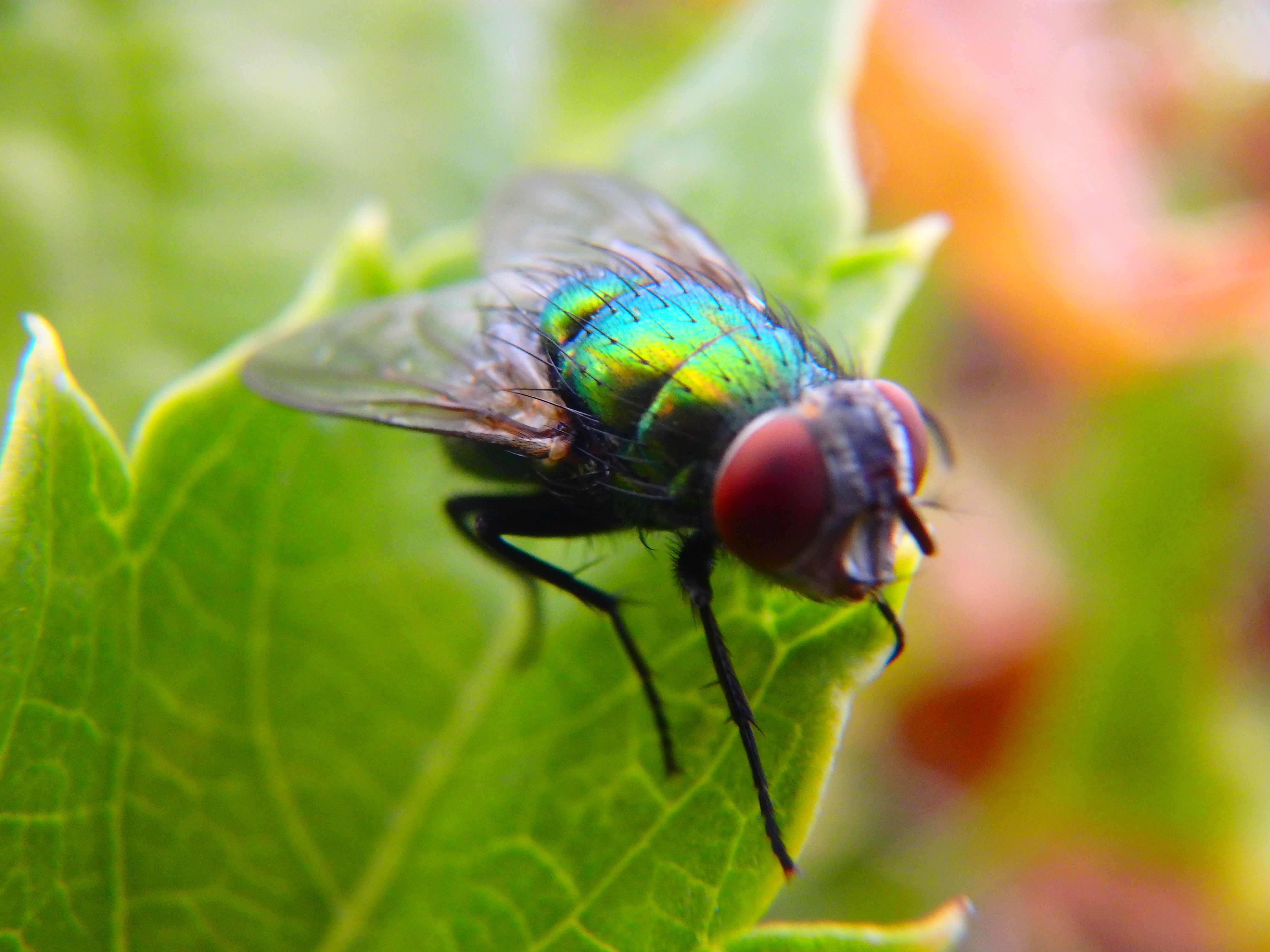 Urinating Fly -2.JPG