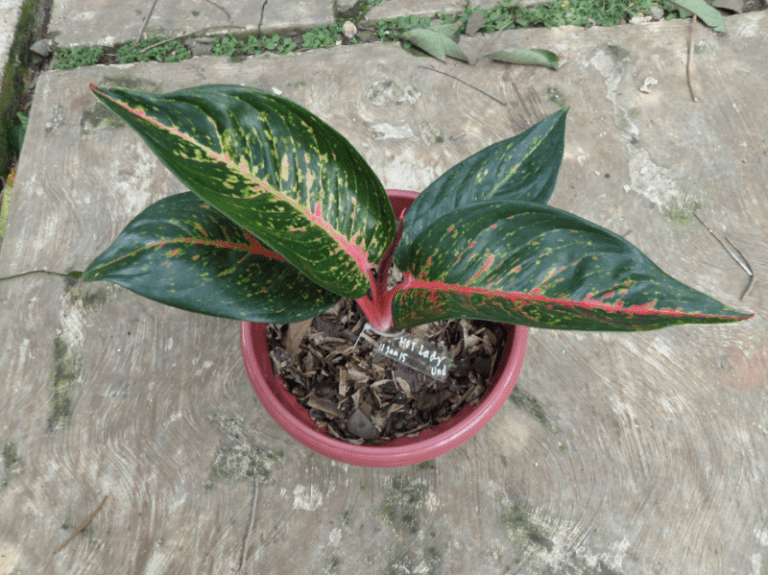 tanaman-hias-aglaonema-hot-lady.png