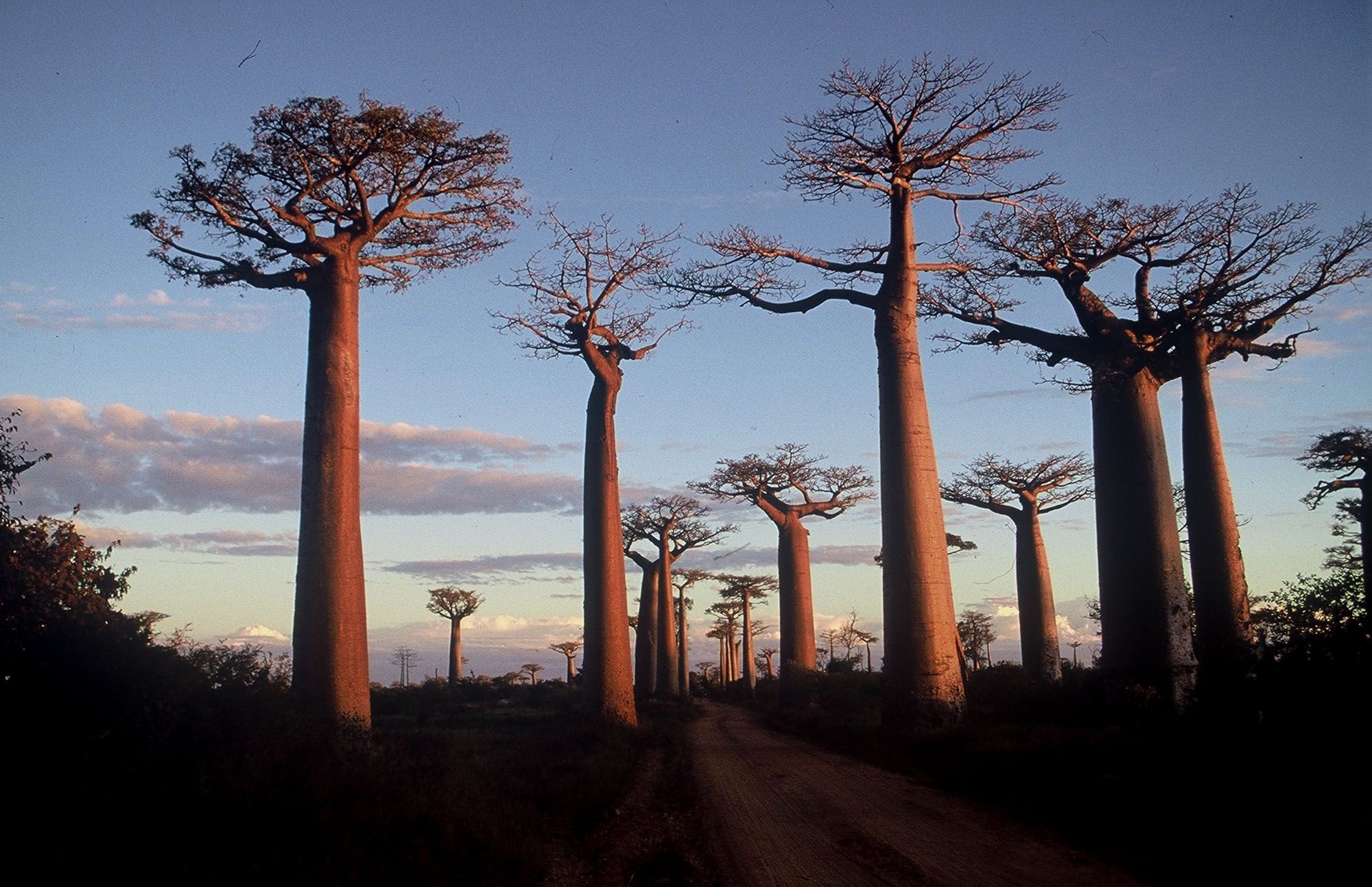 Madagascar_baobab.JPG