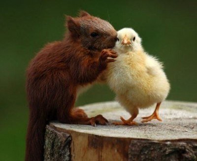 squirrel-and-duck.jpg