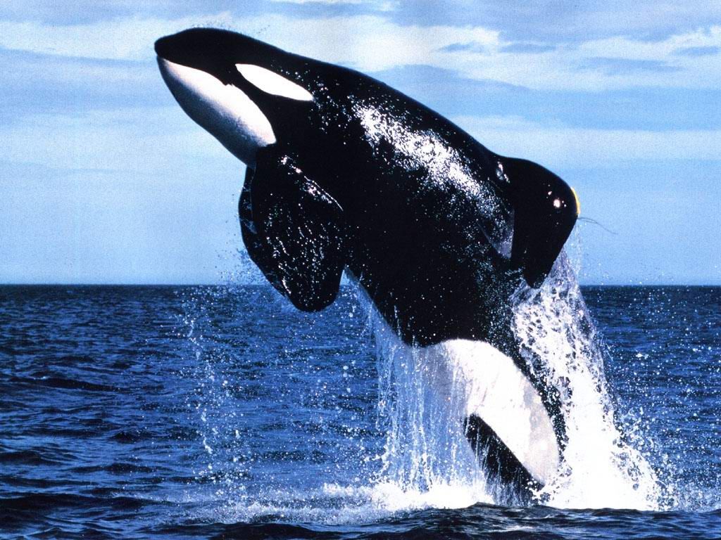 breaching_killer_whale-1250.jpg