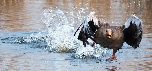 greylag-goose-2139296_640.jpg