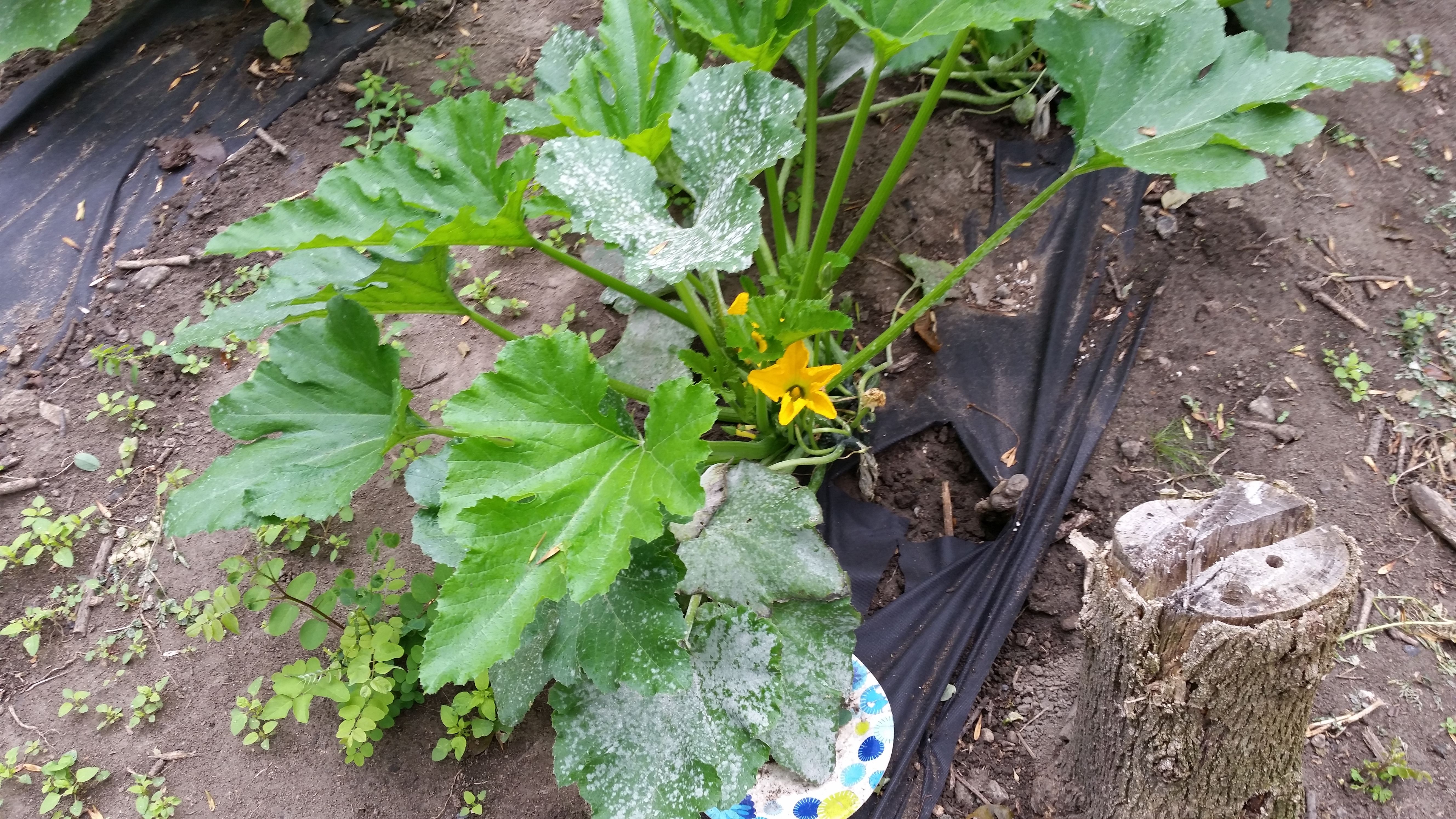 20170903_102048.jpg