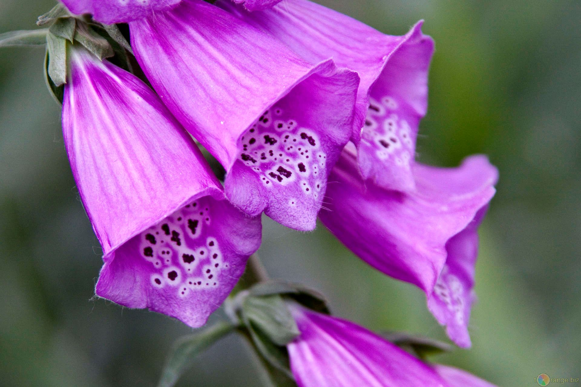 digitalis.jpg