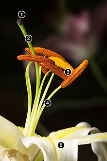 220px-Lillium_Stamens.jpg