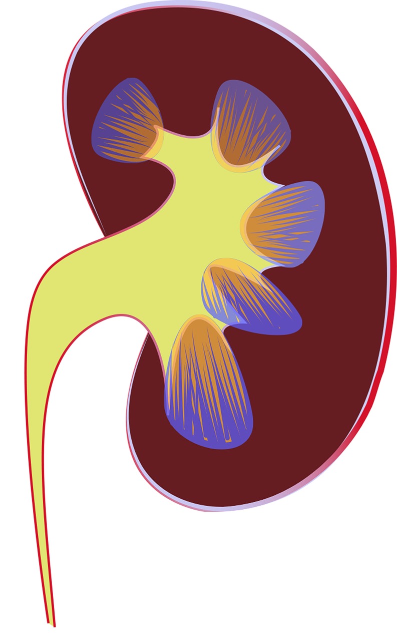 kidney-1710923_1280.jpg