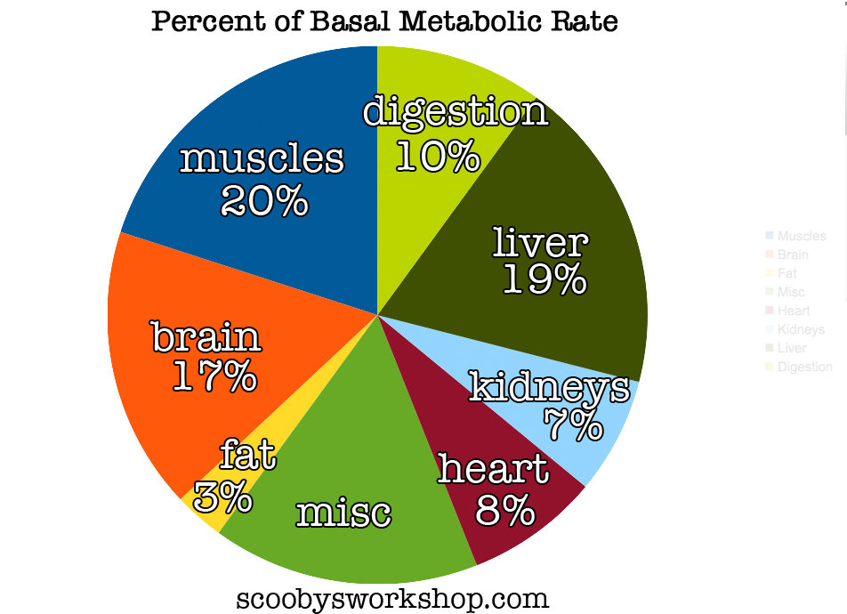 BMR-percent-muscles-fat-brain.png