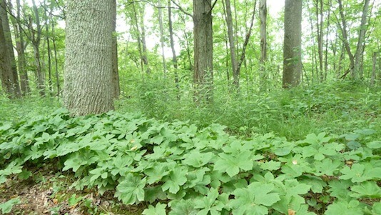 tree-herbs.jpg