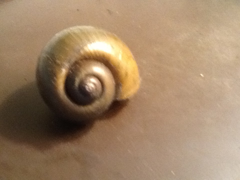 big snail shell.jpg
