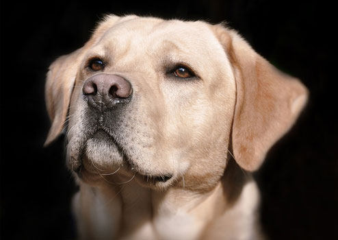 Dog-Hell-Labrador-Pet-Animal-Head-Snout-Close-2667328-.jpg