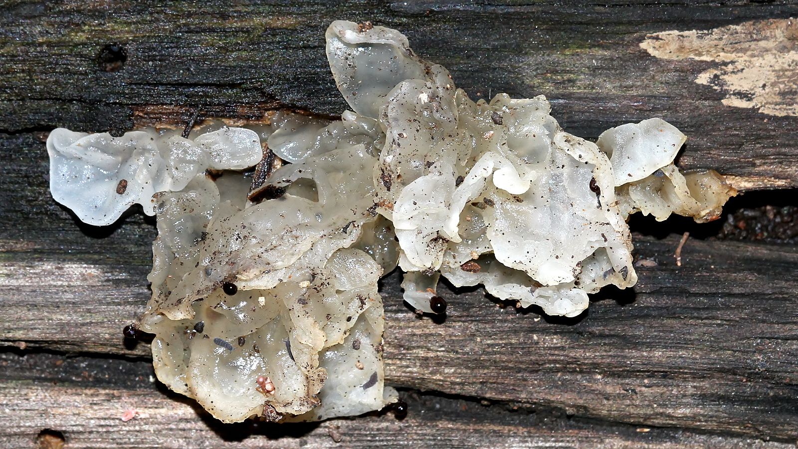 Tremella_fuciformis-with_mites_and_Springtails-BY-small.jpg