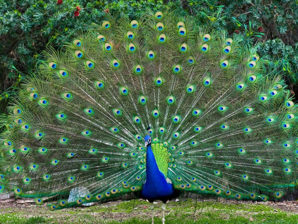 Colorful-bird-Male-Peacocks-spread-tail-feathers-Desktop-Wallpaper-HD-1024x768 (1).jpg