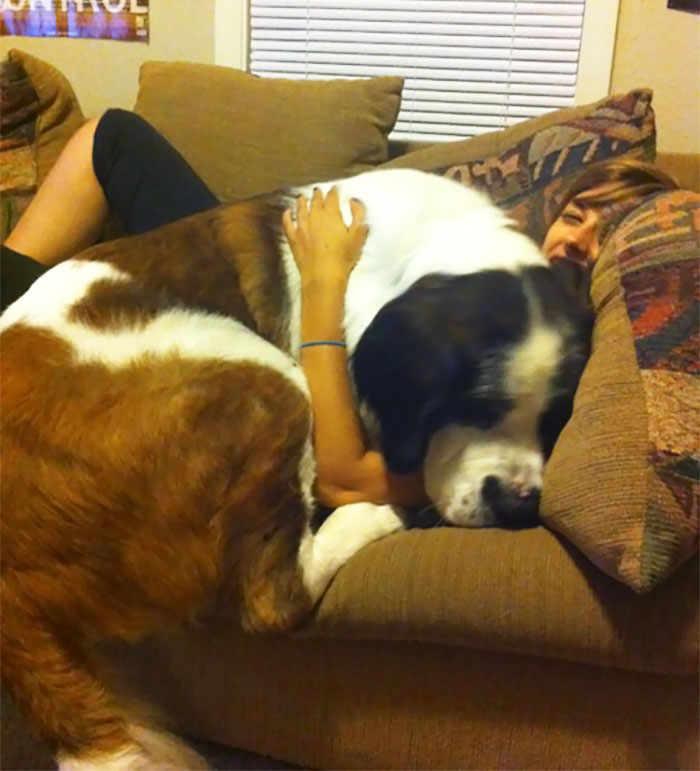 post-pictures-of-large-dogs-that-still-think-theyre-lap-dogs-101-5996ce287f458__700.jpg