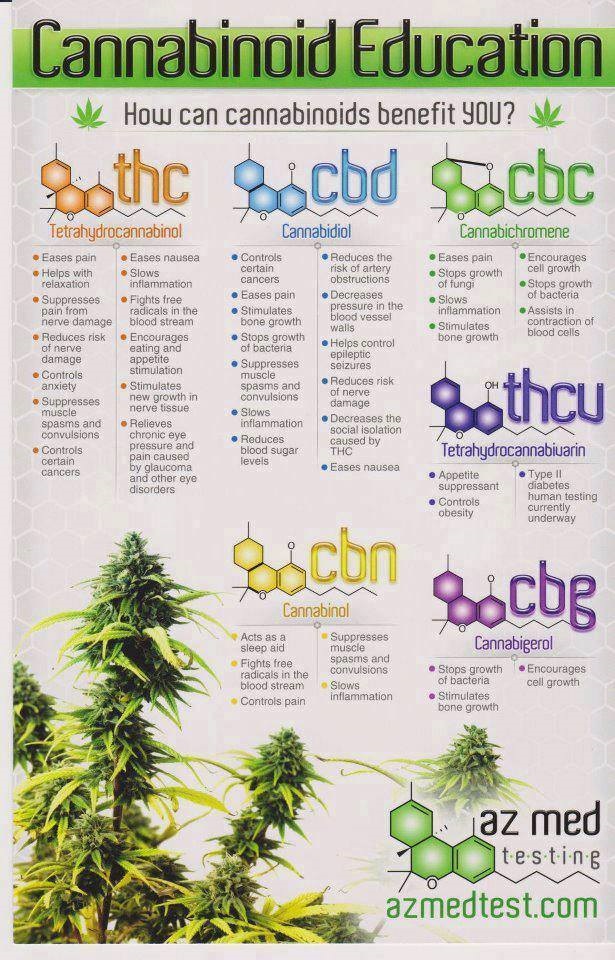 cannabis 6.jpg