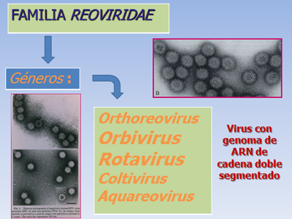 Resultado de imagen para tecnica elisa del virus de la lengu azul