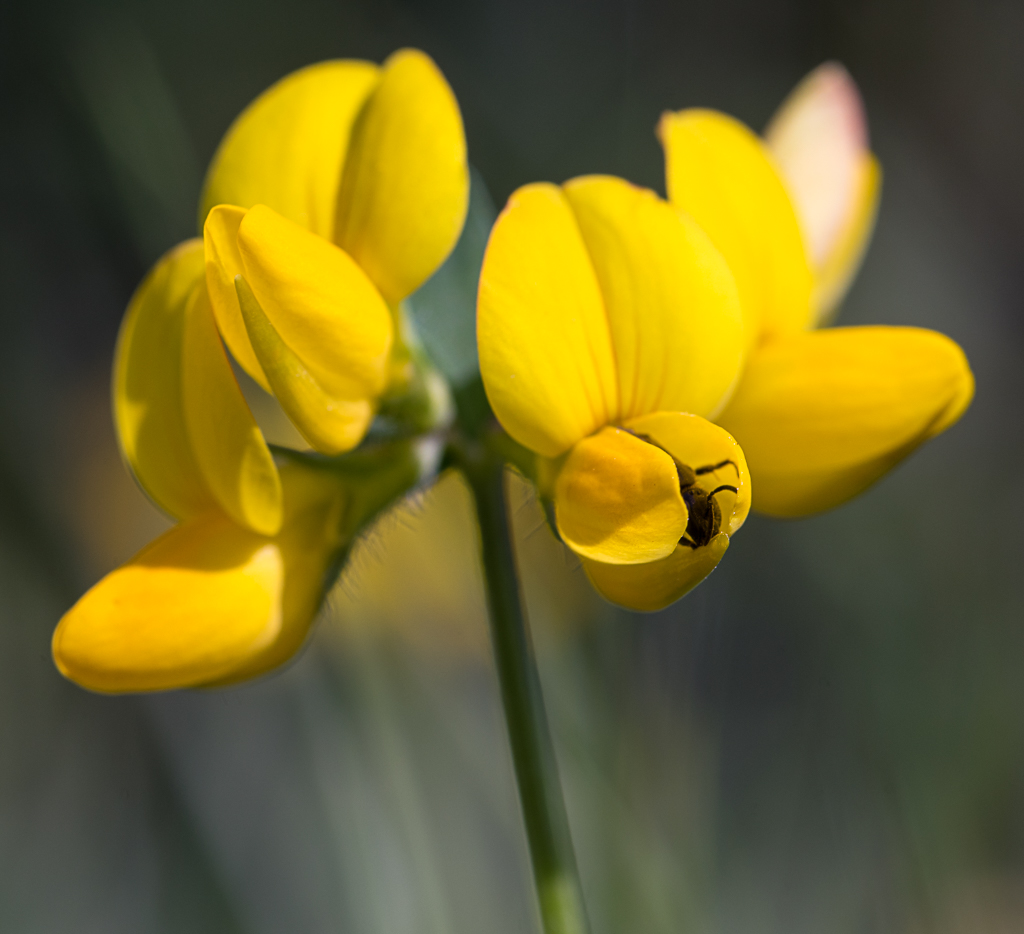 20-05-2018-flower and bee-04987-2.jpg