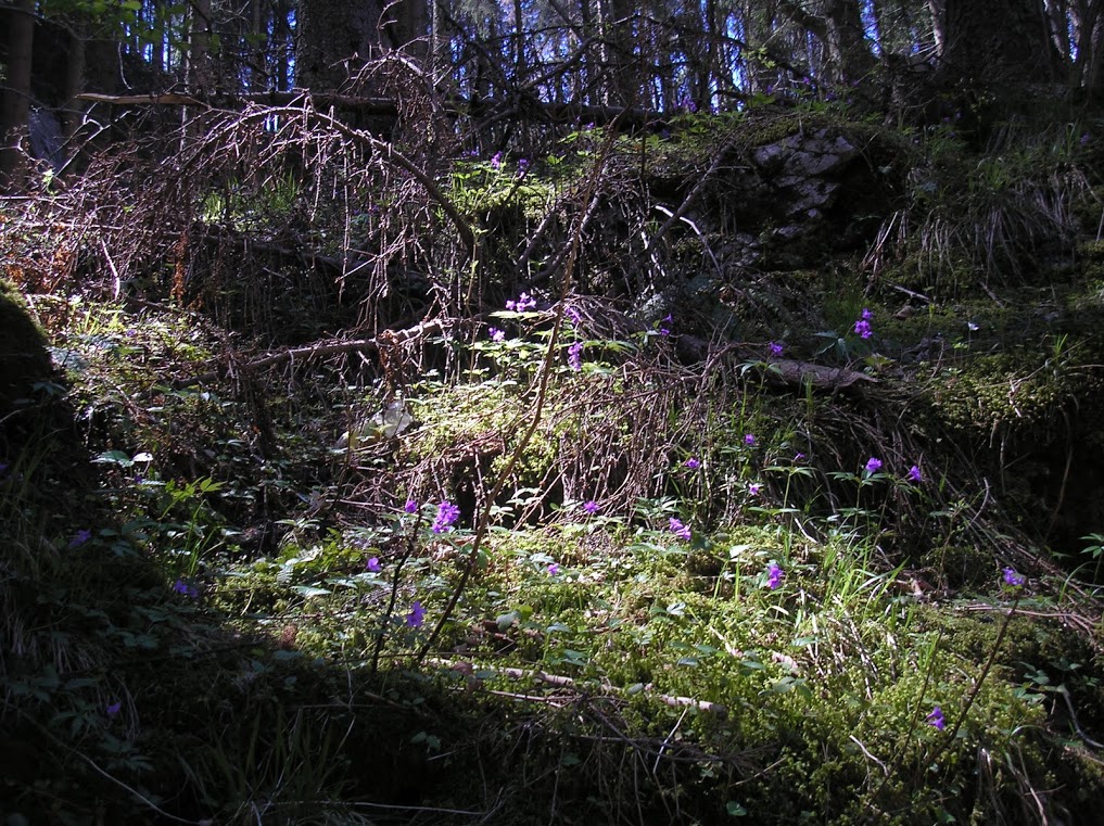 flowers forest.JPG